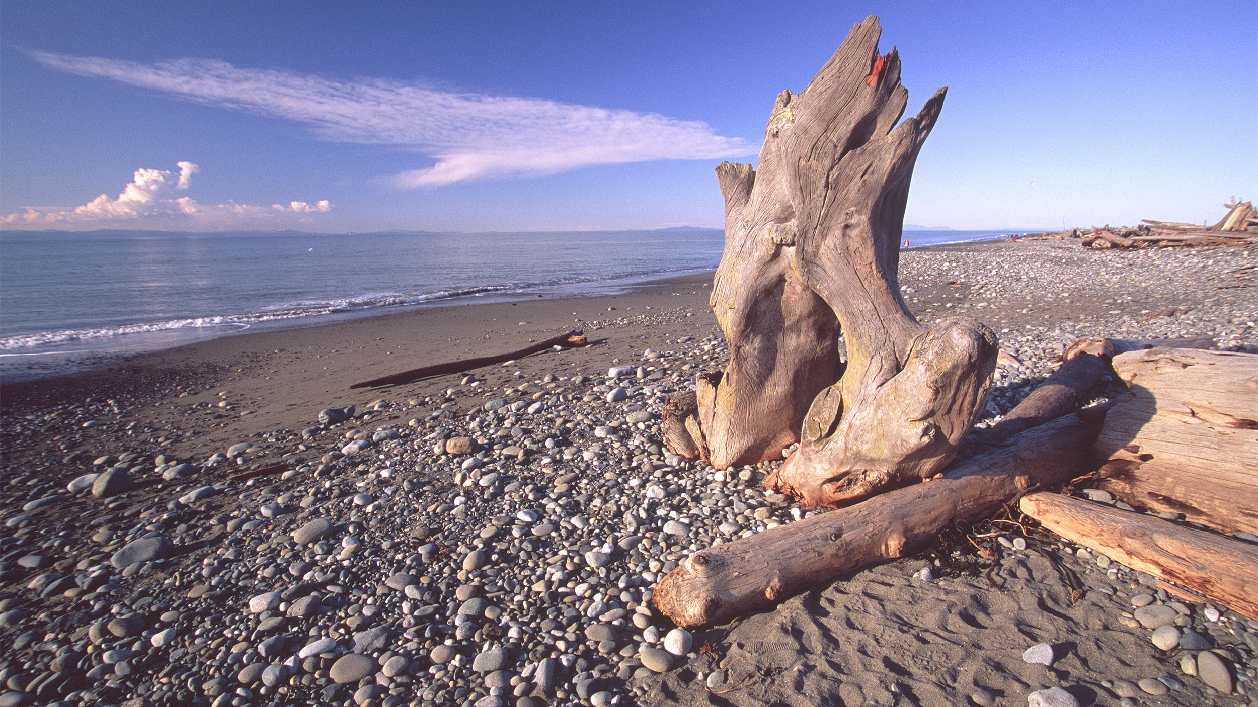 driftwood on the Dungeness Spit, Sequim WA
