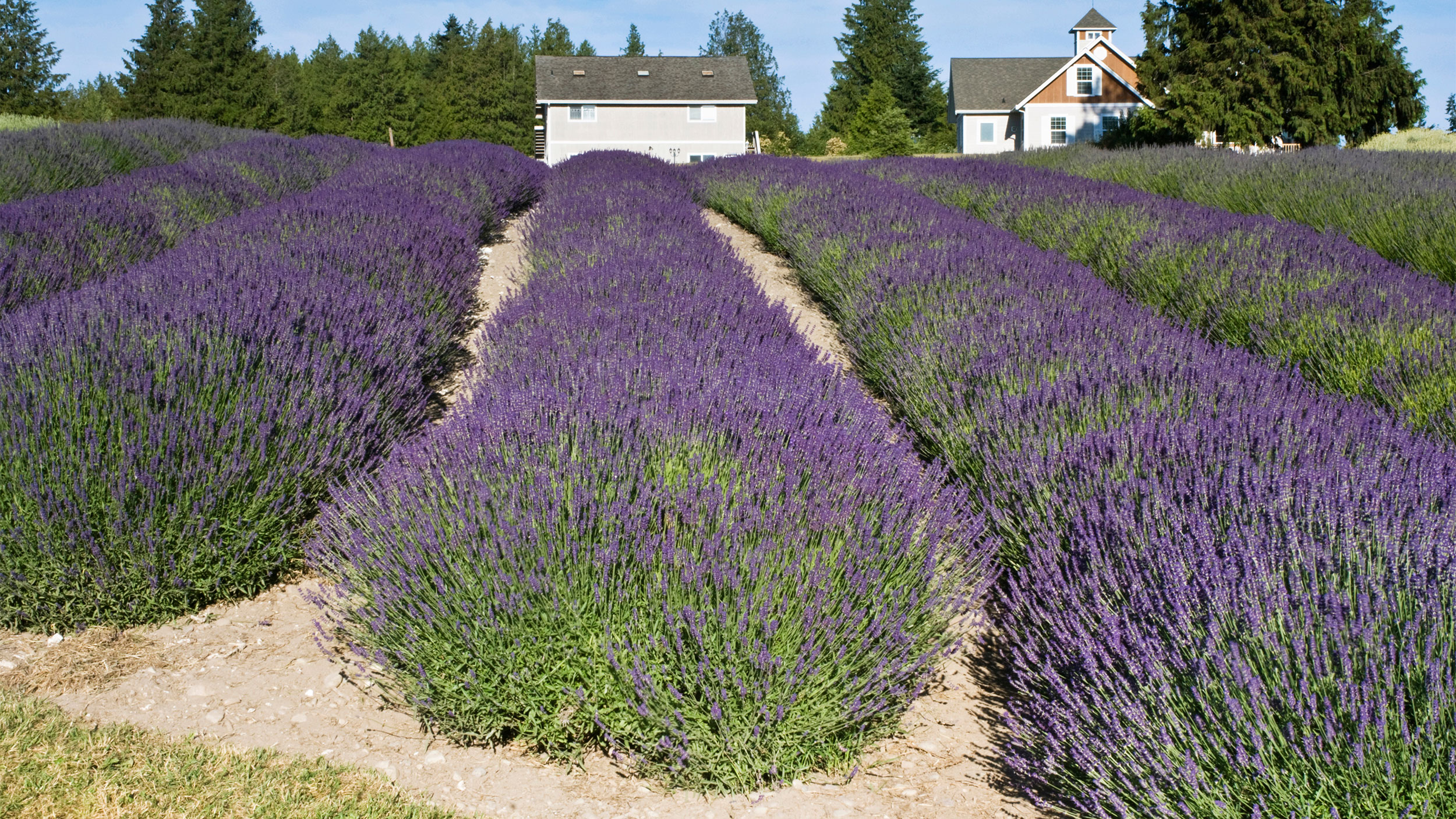 lavendar farm, Sequim WA